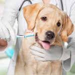 Veterinary Clinic In Albany GA