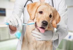 Veterinary Clinic In Albany GA